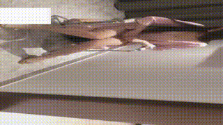 【ViVi】 狗洞房